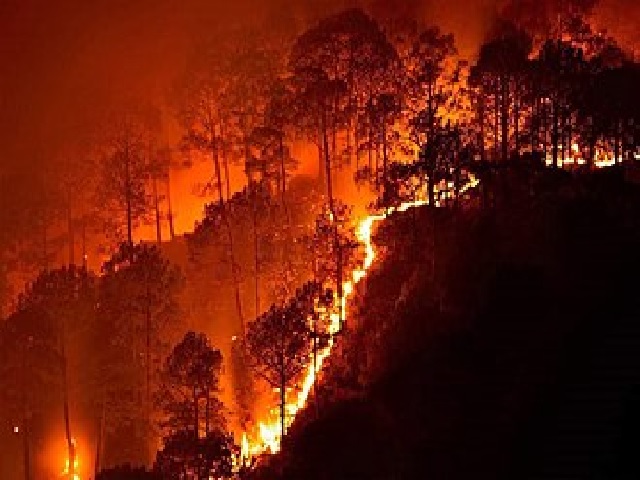 Wildfire-Bandipur